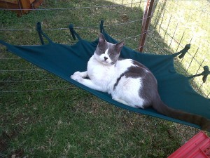 Summer kitty hammocks
