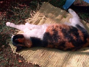 Warm sunny afternoon