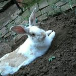 Billy the Bunny